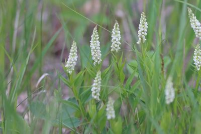 Polygala senega, photographed by Mary Krieger