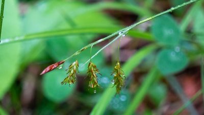 Carex castanea, photographed by Nart Barileva