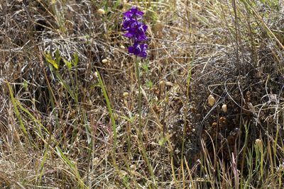 Delphinium hesperium