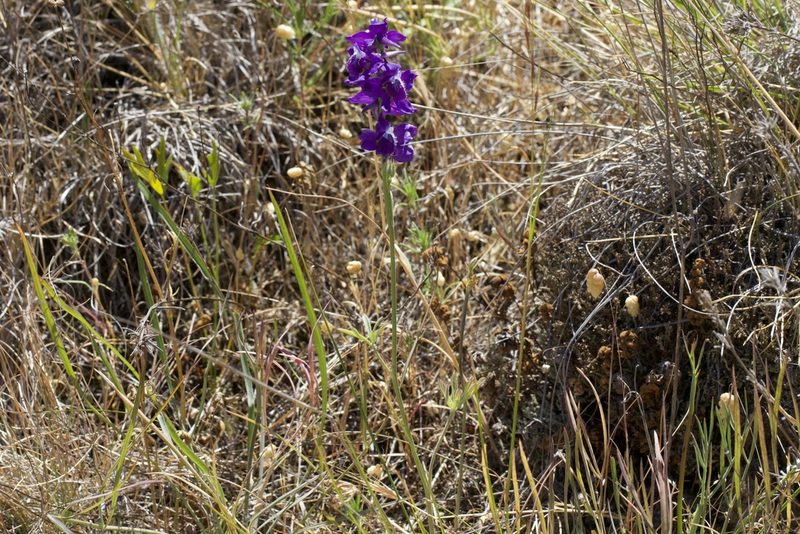 Delphinium hesperium, photographed by Arvel Hernandez