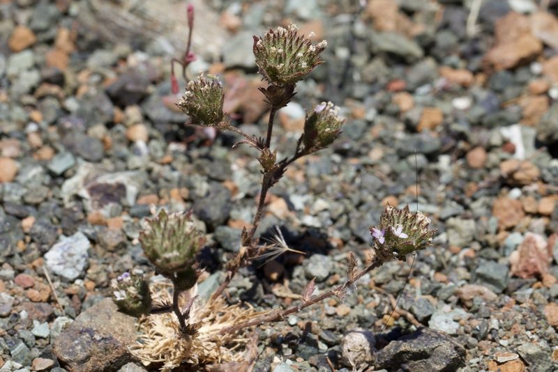 Navarretia rosulata, photographed by Arvel Hernandez