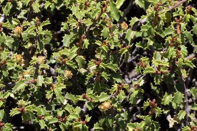 Ceanothus jepsonii, photographed by Arvel Hernandez
