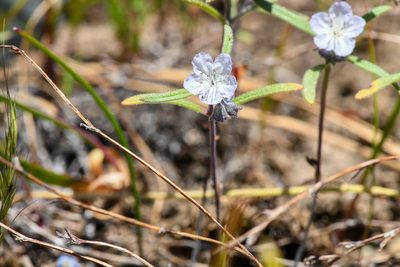 Phacelia pringlei, photographed by Trevor Van Loon