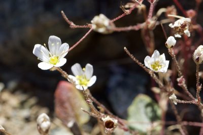 Sabulina douglasii, photographed by Arvel Hernandez