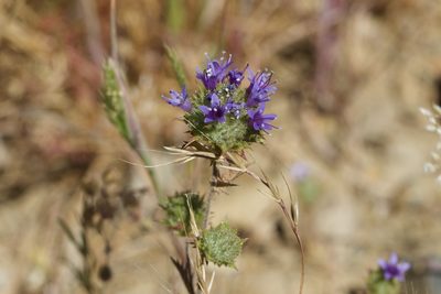Navarretia heterodoxa, photographed by Arvel Hernandez