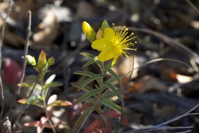 Hypericum concinnum, photographed by Arvel Hernandez