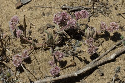Chorizanthe cuspidata, photographed by Arvel Hernandez