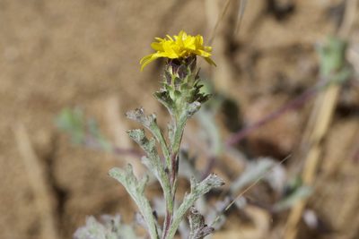 Lessingia germanorum, photographed by Arvel Hernandez