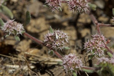 Chorizanthe cuspidata, photographed by Arvel Hernandez