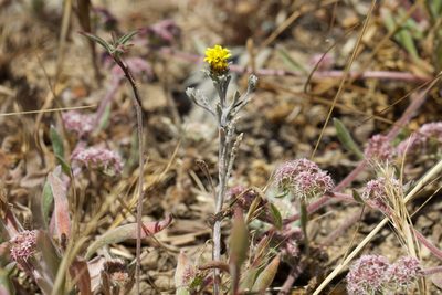 Lessingia germanorum, photographed by Arvel Hernandez