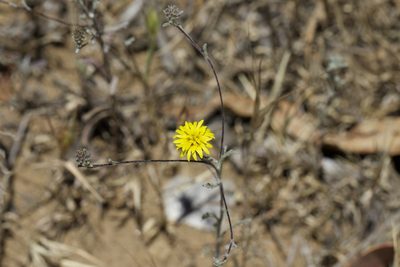 Lessingia germanorum, photographed by Arvel Hernandez