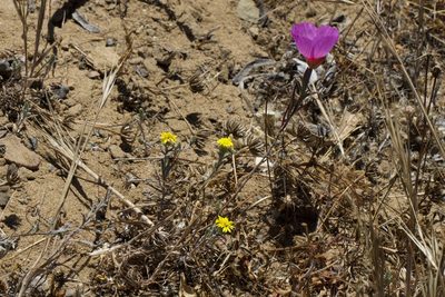 Lessingia germanorum, photographed by Arvel Hernandez