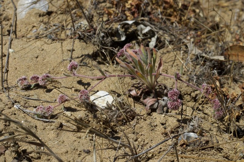 Chorizanthe cuspidata, photographed by Arvel Hernandez