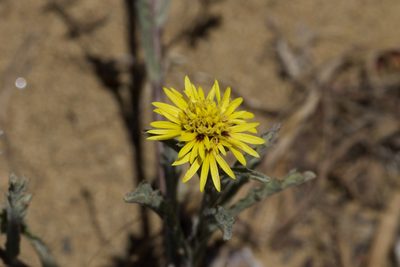 Lessingia germanorum