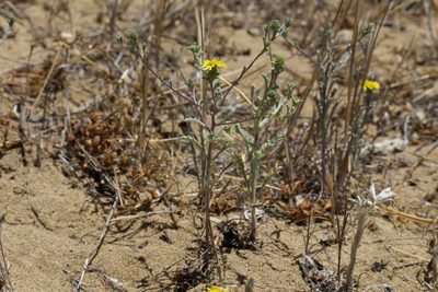 Lessingia germanorum, photographed by Arvel Hernandez