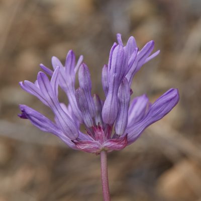 Dichelostemma multiflorum, photographed by Ken-ichi Ueda