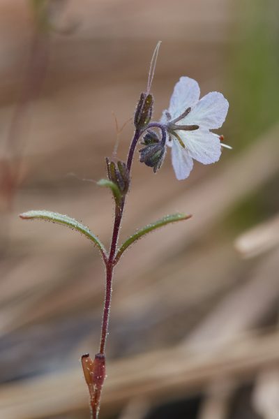 Phacelia pringlei, photographed by Ken-ichi Ueda