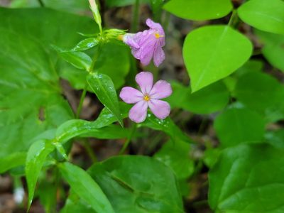 Phlox glaberrima, photographed by Elias