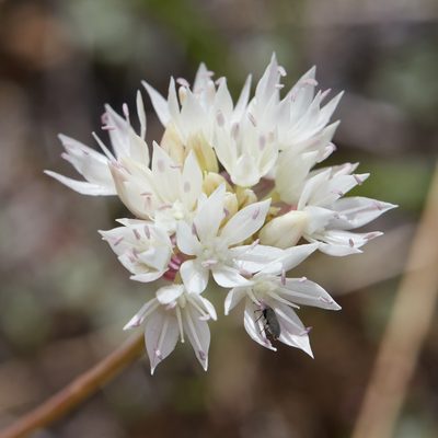 Allium amplectens, photographed by Ken-ichi Ueda