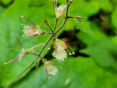 Collinsonia verticillata, photographed by Elias
