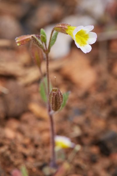 Erythranthe trinitiensis, photographed by Ken-ichi Ueda