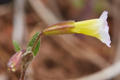 Erythranthe trinitiensis, photographed by Ken-ichi Ueda