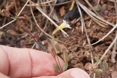 Erythranthe trinitiensis, photographed by Ken-ichi Ueda