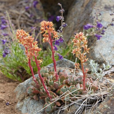 Sedum kiersteadiae, photographed by Ken-ichi Ueda
