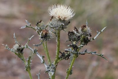 Cirsium cymosum, photographed by Ken-ichi Ueda