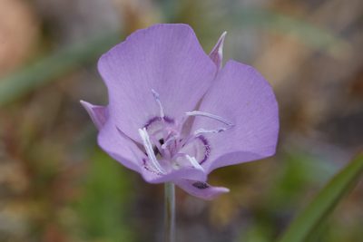 Calochortus nudus, photographed by Ken-ichi Ueda