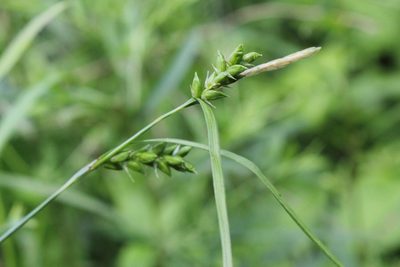 Carex amphibola, photographed by Quinten Wiegersma