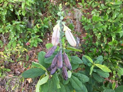 Crotalaria spectabilis, photographed by Darren Oh