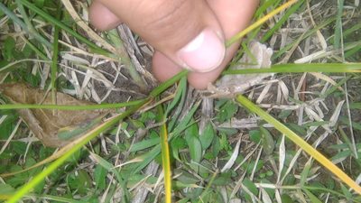 Carex bonariensis, photographed by Bahiano Ayala