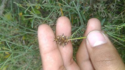 Carex bonariensis, photographed by Bahiano Ayala