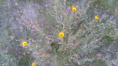 Grindelia pulchella, photographed by Bahiano Ayala