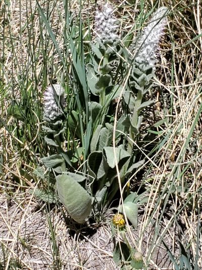 Veronica plantaginea, photographed by Craig Martin