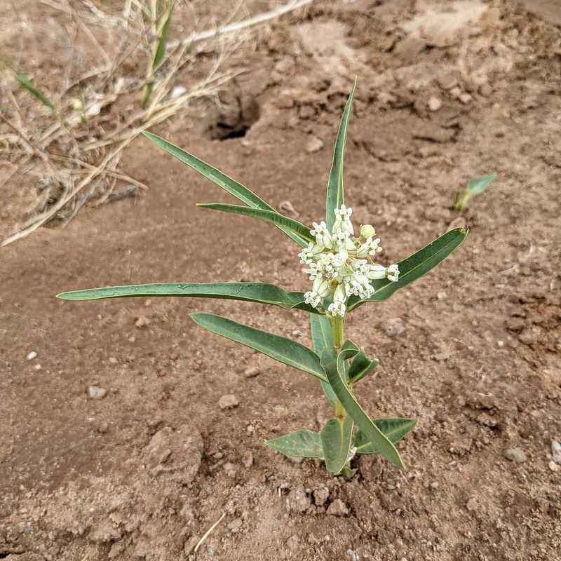 Asclepias labriformis, photographed by Dominic Gentilcore