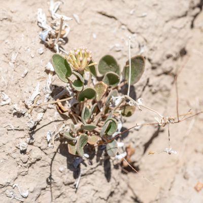 Abronia elliptica, photographed by Dominic Gentilcore