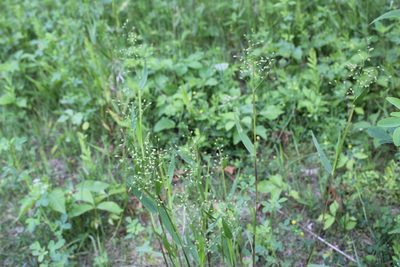 Dichanthelium scribnerianum, photographed by Quinten Wiegersma