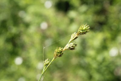Carex normalis, photographed by Quinten Wiegersma