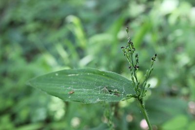 Dichanthelium latifolium, photographed by Quinten Wiegersma