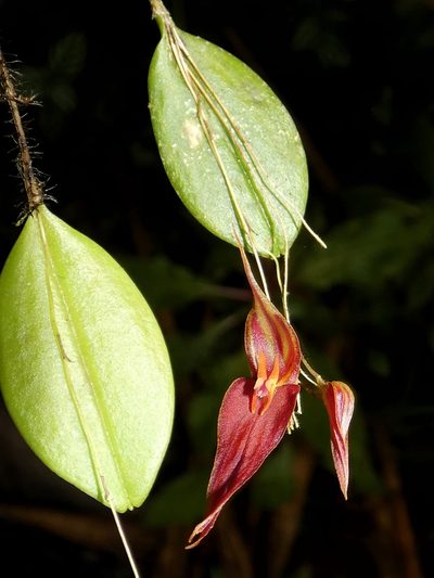 Lepanthes genetoapophantica, photographed by Kai Squires