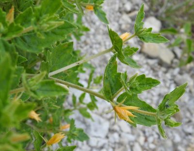 Mentzelia oligosperma, photographed by saltyhiker