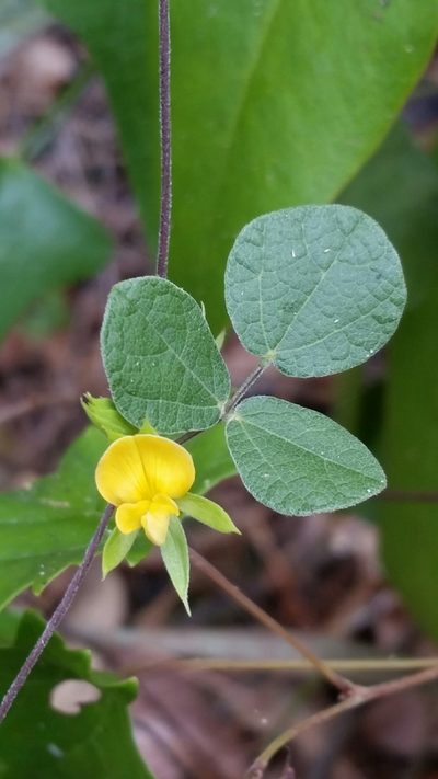 Rhynchosia cinerea, photographed by Jay Horn