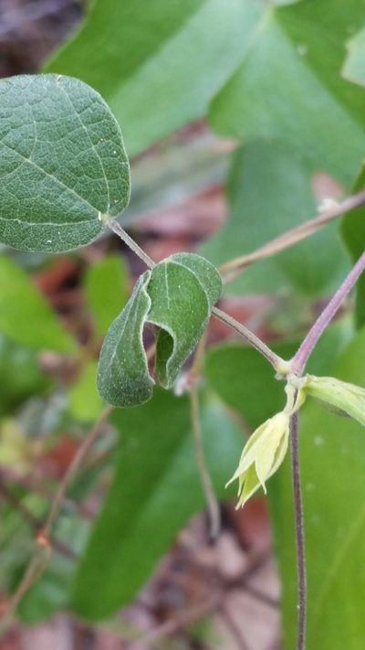 Rhynchosia cinerea, photographed by Jay Horn