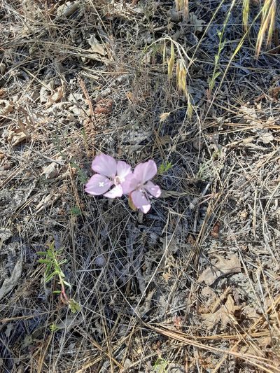 Clarkia dudleyana, photographed by Jeff Lahr
