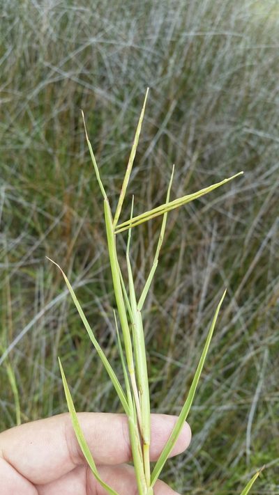 Paspalum eglume, photographed by Jay Horn