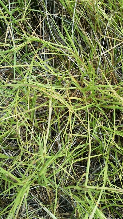 Paspalum eglume, photographed by Jay Horn