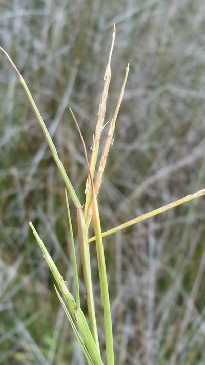 Paspalum eglume, photographed by Jay Horn