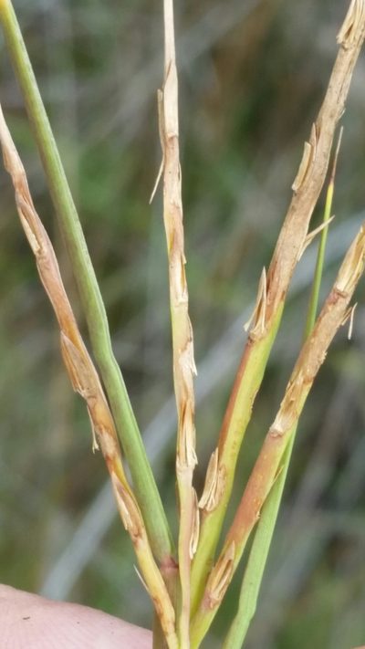 Paspalum eglume, photographed by Jay Horn